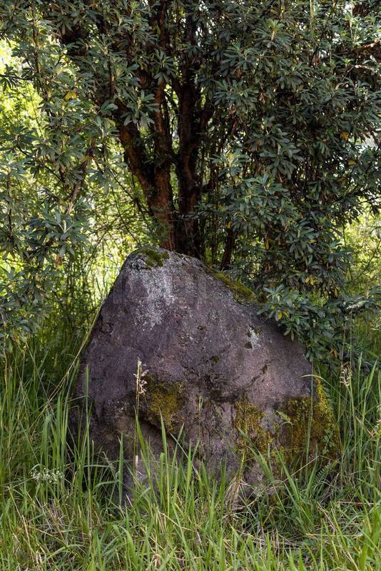 rock in the middle of a lush forest  nature landscape