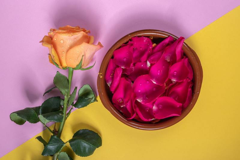 rose with drops of water next to a ceramic bowl full of rose petals, details of natural flower