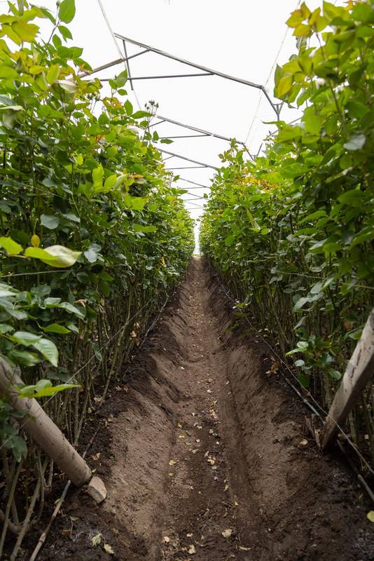 wallpaper of plants around a dirt road, nature and plantation