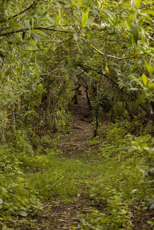 jungle landscape with many trees and bushes, environment with nature on a summer day