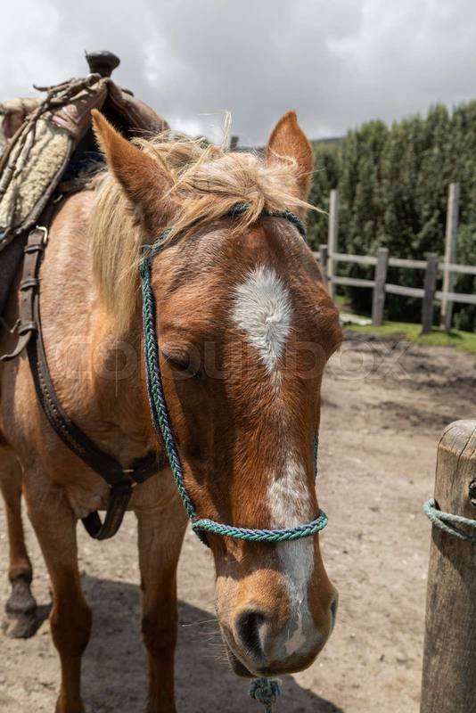 horse with ropes on its face and a saddle, domestic mammal animal on a sunny day