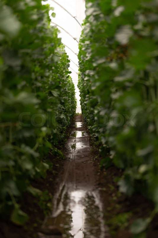 detail of the interior of a greenhouse with planting arranged