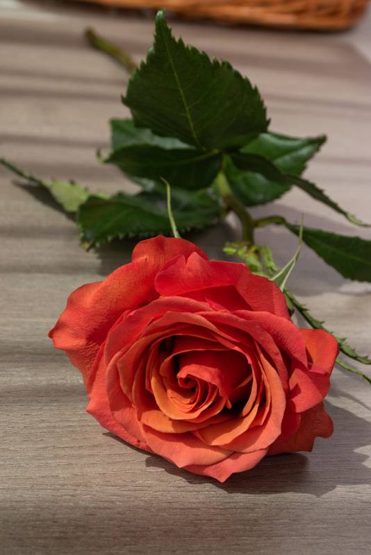 beautiful orange rose lying on a wooden table receiving sunlight, nature