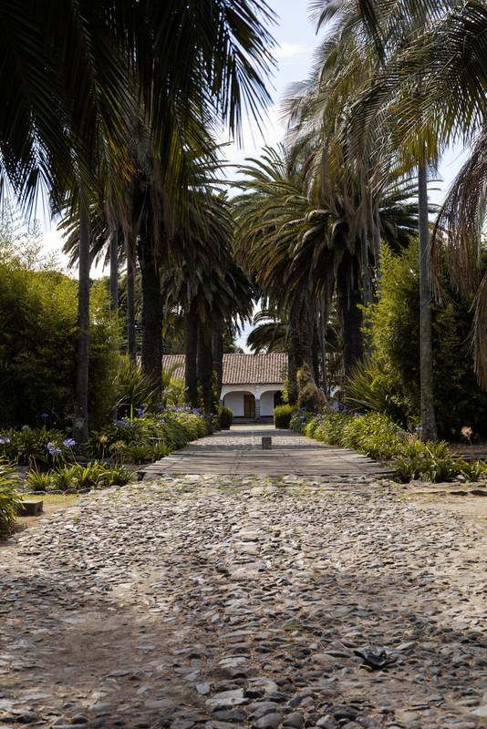 Picturesque stone pathway surrounded by towering palm trees and lush greenery, creating a rustic avenue