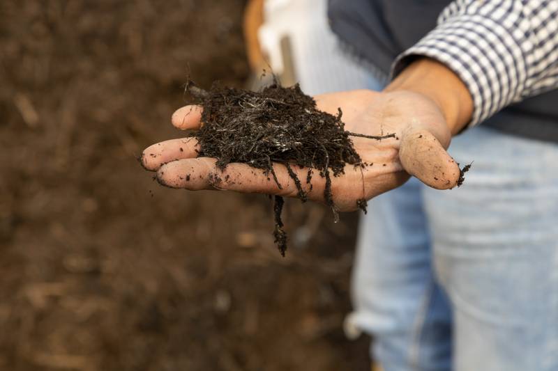 holding and showing black soil for cultivation, agriculture and country life