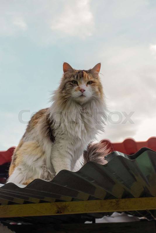 cat with rested tabby fur lying on a roof sunbathing, feline pet