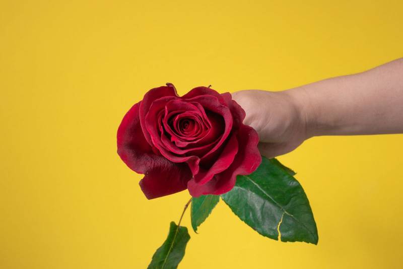 yellow studio background a person's hand holding a red rose