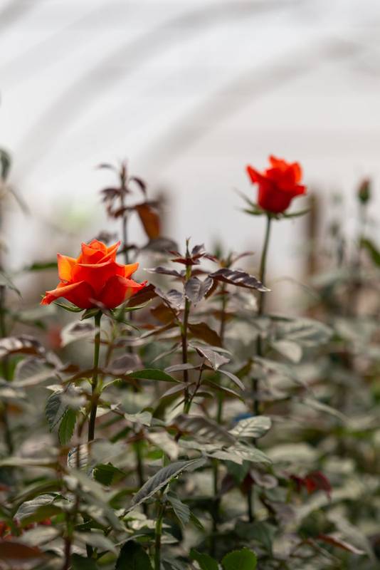 flowers plants growing, nature and agriculture