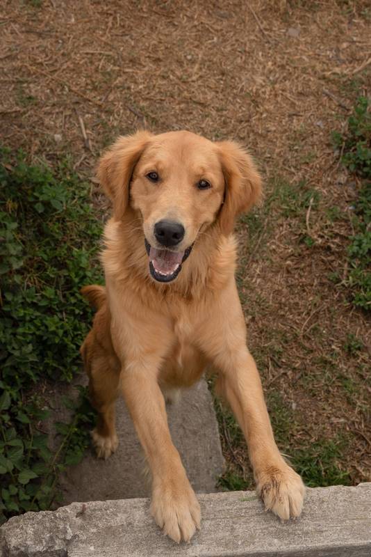 Labrador breed dog with beautiful yellow fur with happy open mouth, domestic pets