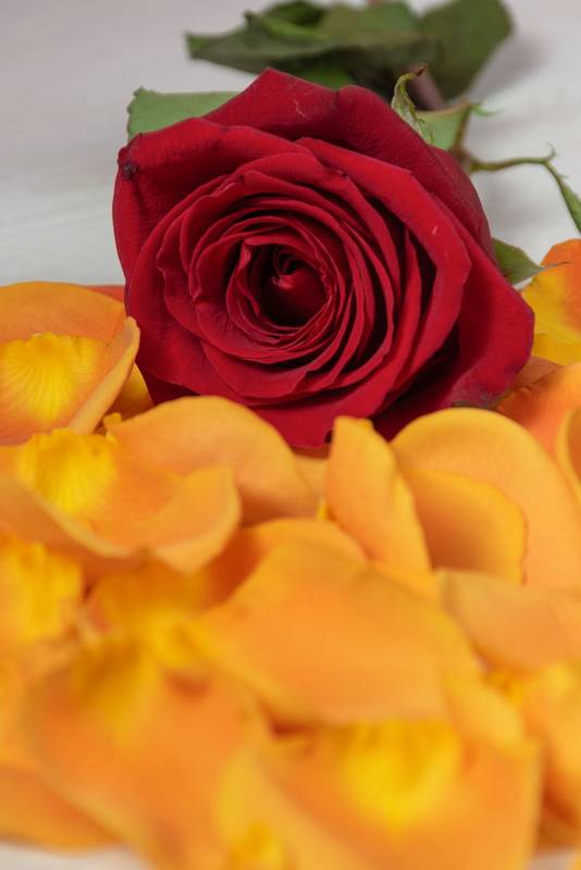 beauty of nature, floristry, natural decoration