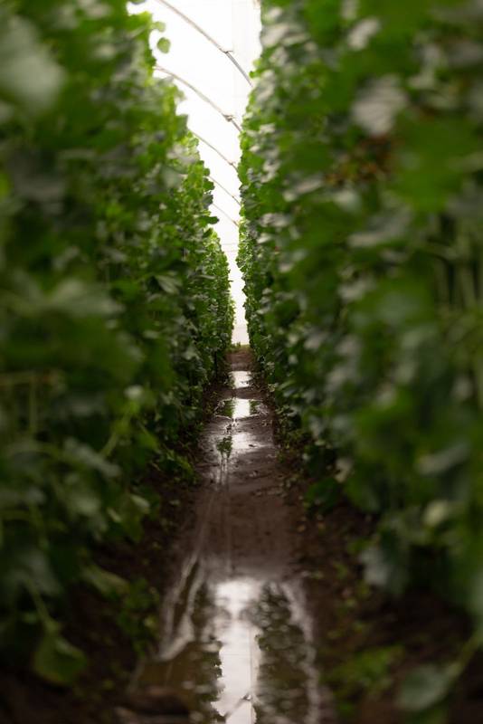 detail of the interior of a greenhouse with planting arranged