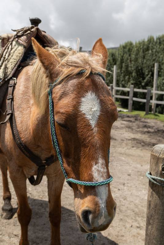 horse with ropes on its face and a saddle, domestic mammal animal on a sunny day
