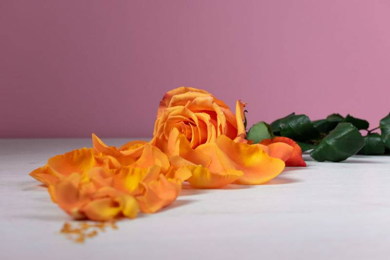 natural flower petals, purple background, beauty of nature in studio