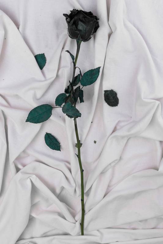 black rose lying, floral decoration