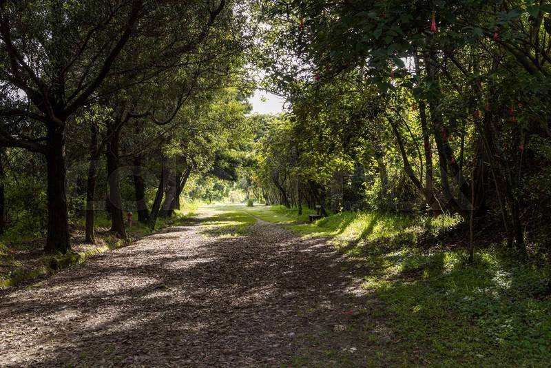 beautiful landscape of a park sunny day with shadows, scene of tranquility