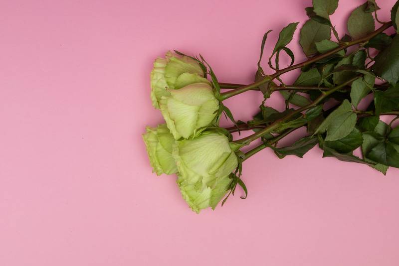 four white roses with long stems and several leaves lying on a colorful background in studio