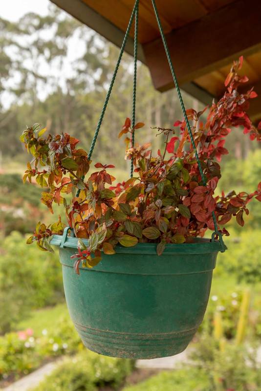 pot with a beautiful natural plant, home decoration with plants, nature