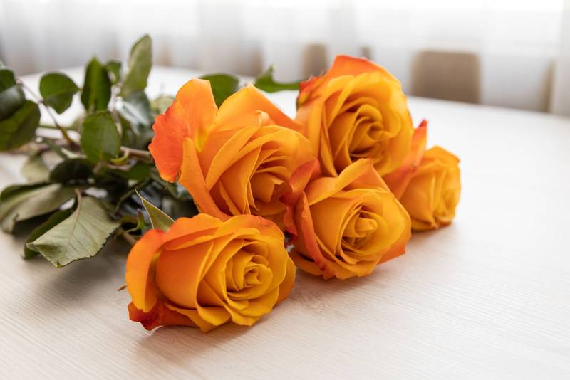 oses with an orange edge lying down, detail of the petals, stem and leaves, nature in studio