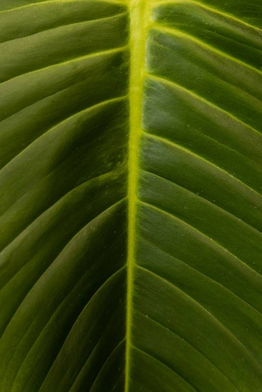 natural and fresh leaf, detail of nature texture