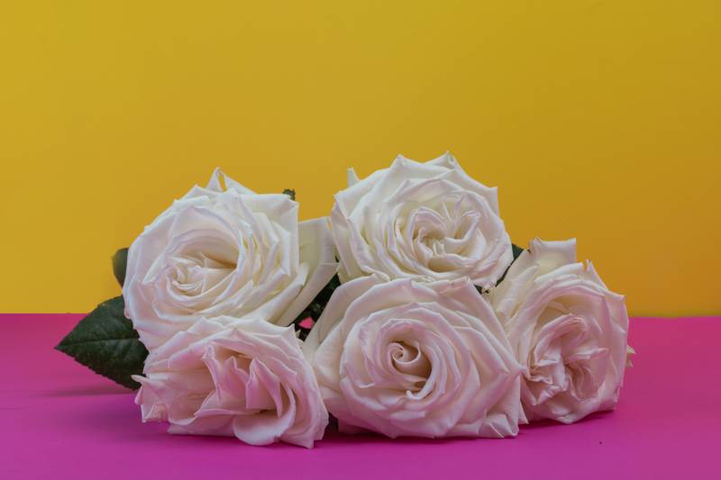 lower arrangement, detail of the petals, floral design, beauty of nature in studio