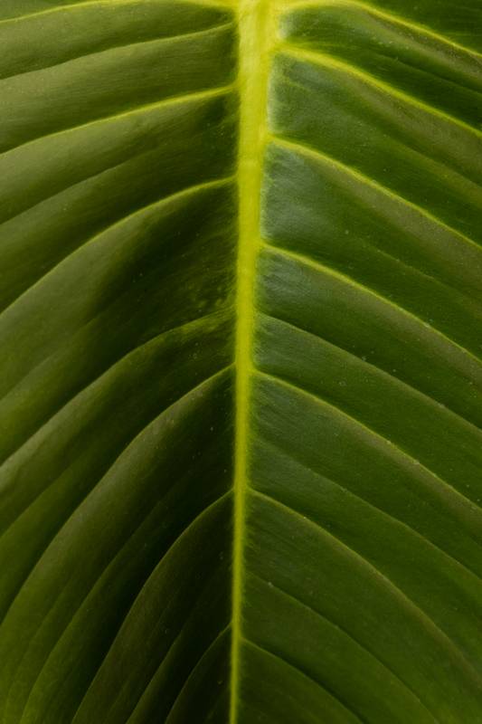 natural and fresh leaf, detail of nature texture
