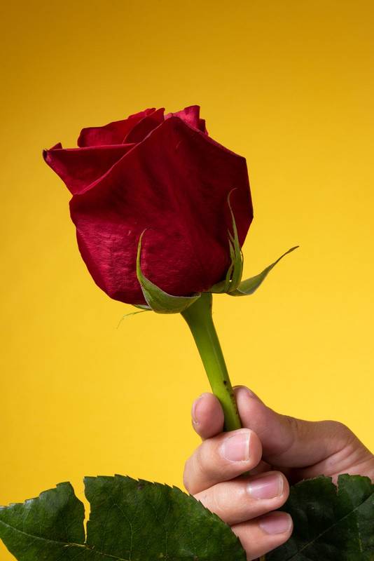 red rose, beauty of nature, close up to natural flower petals