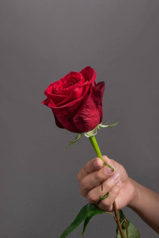 red rose with long stem and fresh leaves, in studio with dark background, beauty of nature