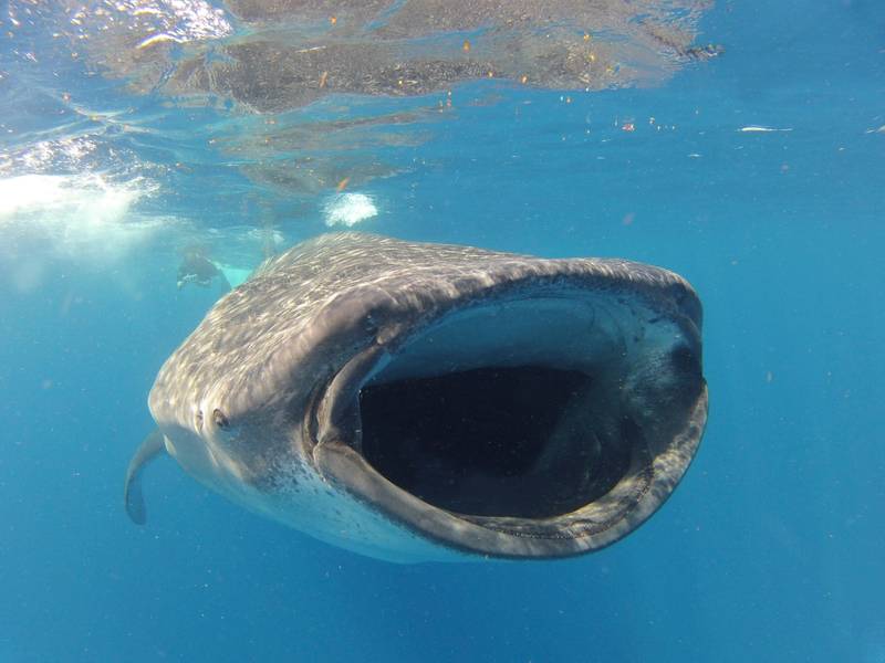 whale shark