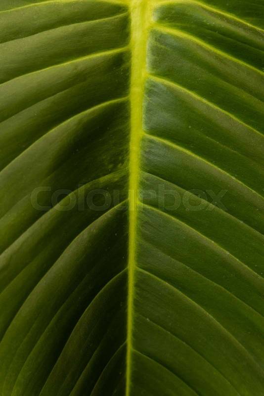 natural and fresh leaf, detail of nature texture
