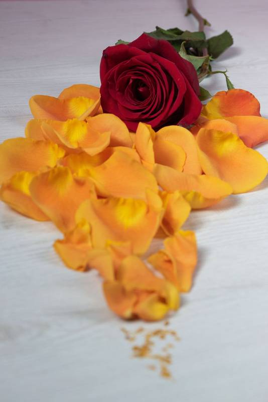 red rose decorated with natural yellow flower petals