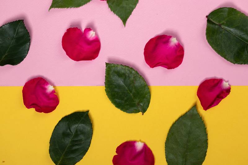 fresh leaves, floral design with two color background, nature