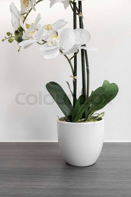 white orchid flower in a stylish pot, home decor