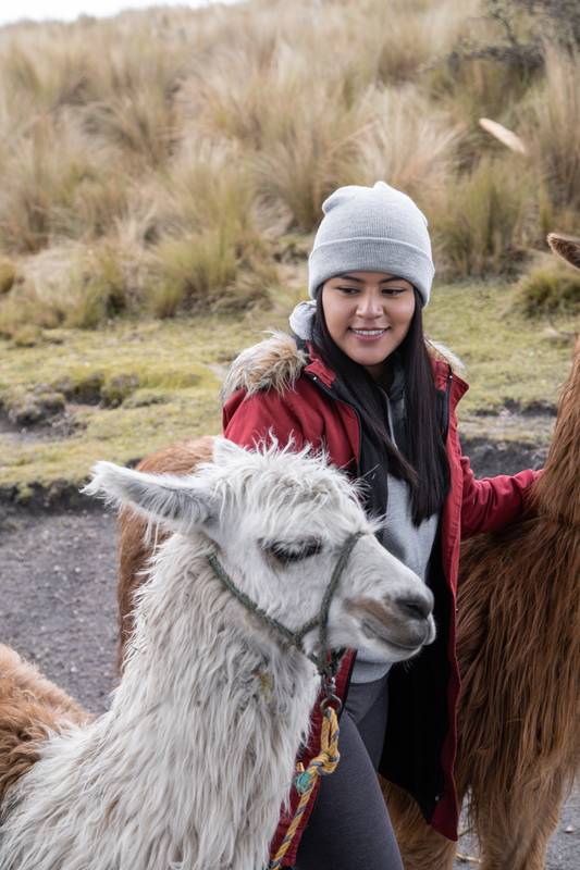 mammal domestic animal, nature scene in the countryside