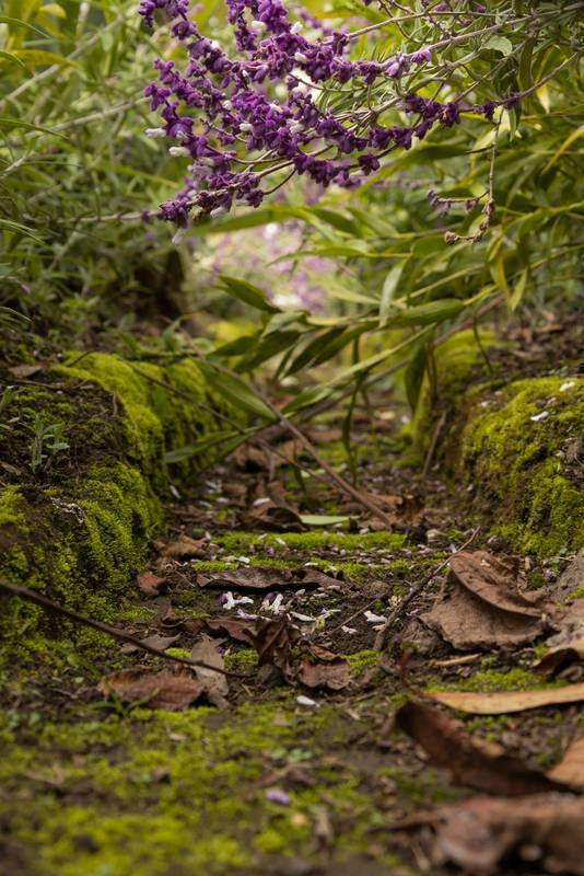 path surrounded by nature and flowers in addition to a stream of water, scene of tranquility