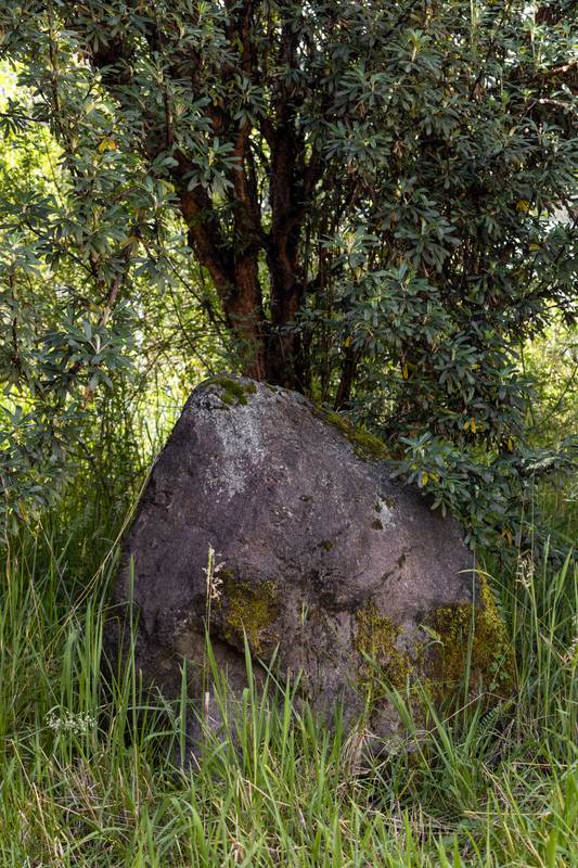 rock in the middle of a lush forest  nature landscape