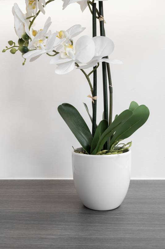 white orchid flower in a stylish pot, home decor