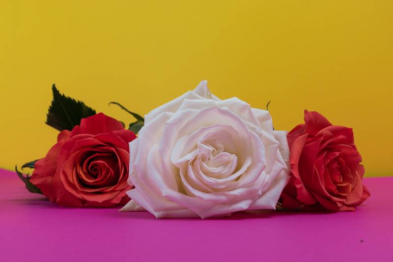 roses, decorative flower arrangement, detail of the petals, beauty of nature,