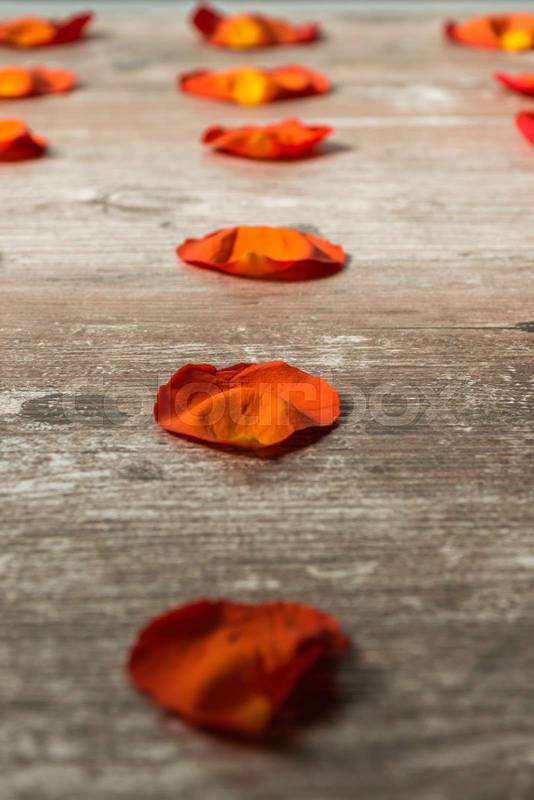 rose petals arranged in straight lines, on a wooden table, texture