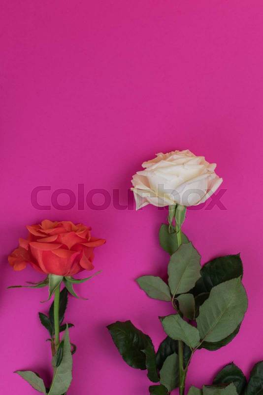 two red and white roses decorating a pink background