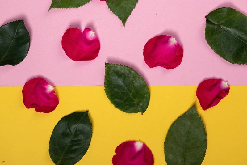 fresh leaves, floral design with two color background, nature