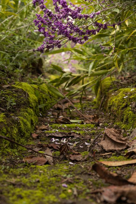 path surrounded by nature and flowers in addition to a stream of water, scene of tranquility